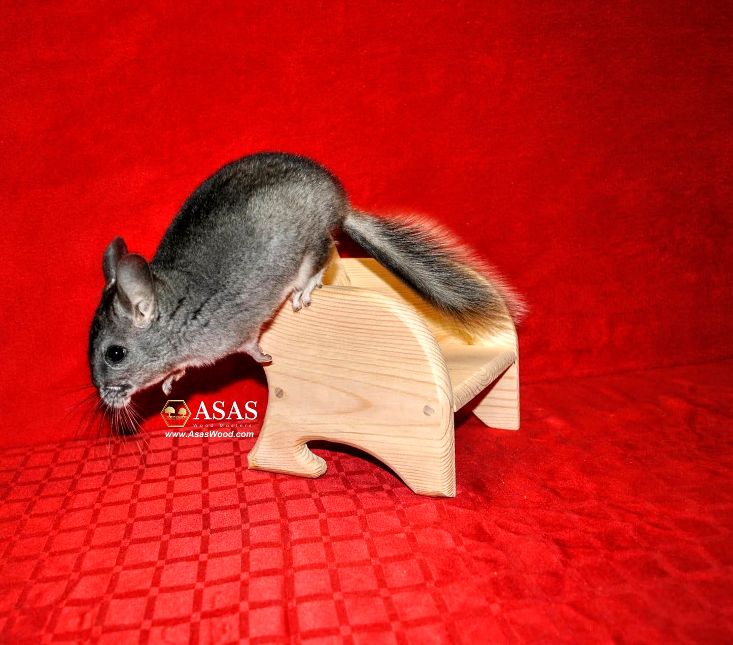 chinchilla jumping and playing with chinchilla chair play furniture ledge