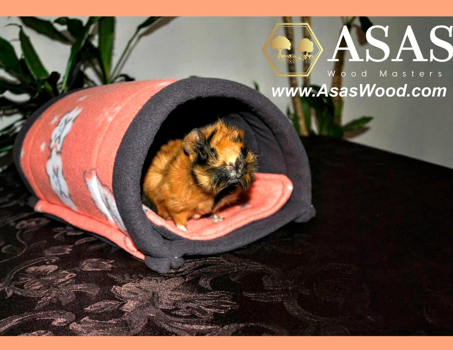 guinea pig is looking from fleece tunnel