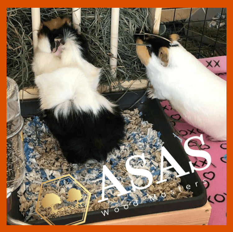 two guinea pigs eats hay from guinea pig hay feeder
