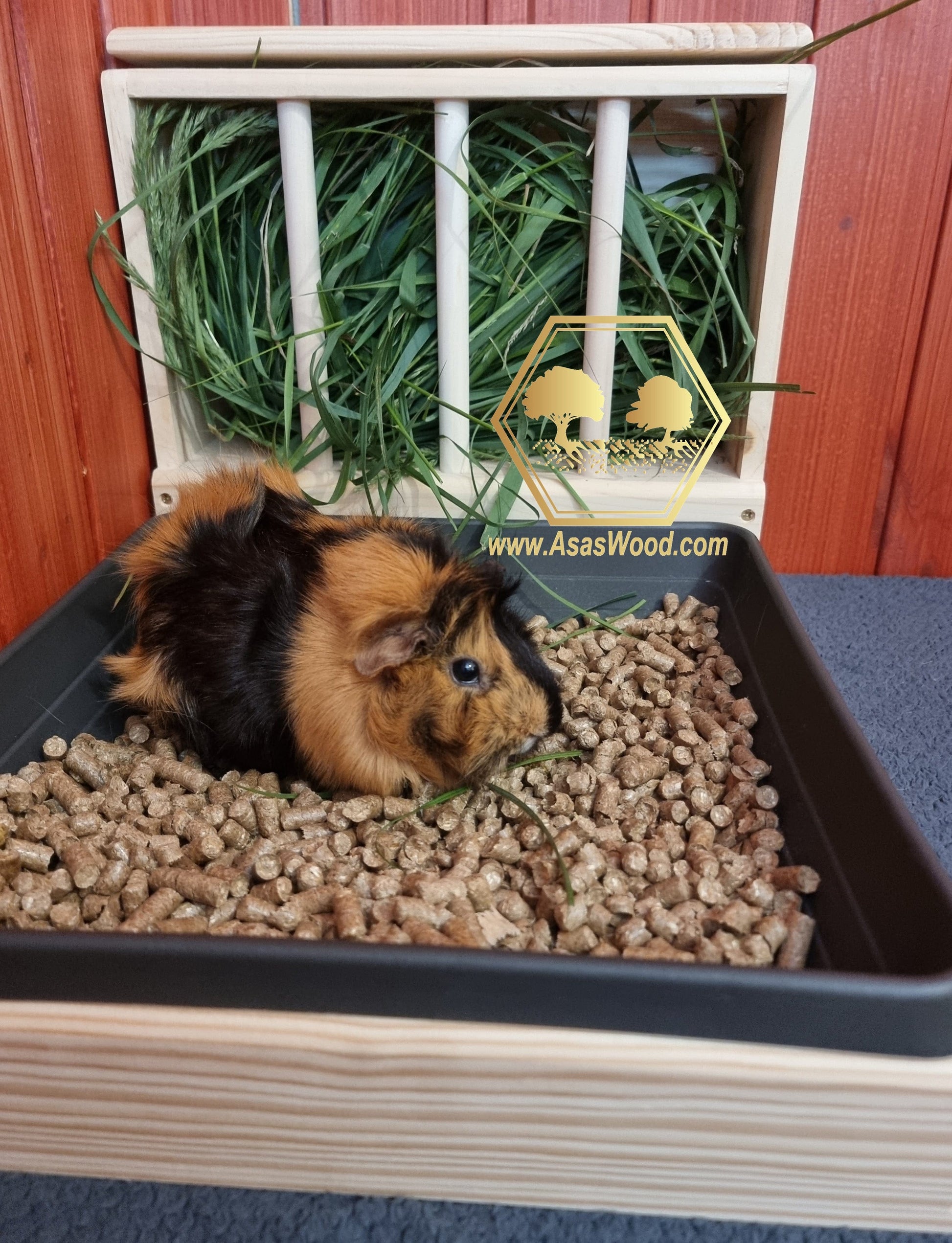 Guinea Pig Hay feeder with Litter box ❤️ – AsasWood
